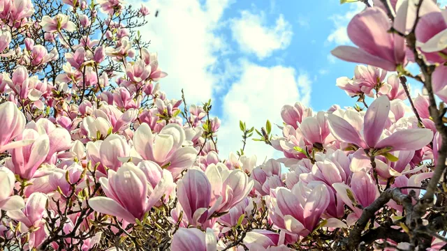 7 plante care înfloresc în luna aprilie. Îți vor transforma grădina într-un loc plin de culoare