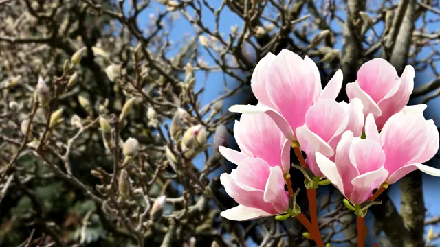 Semnificația specială a magnoliilor. De ce este bine să oferi aceste flori femeilor care au născut