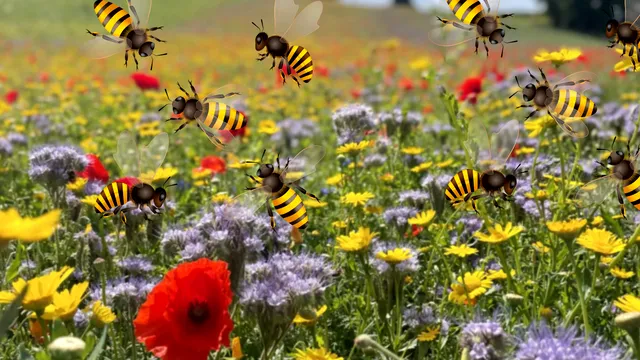 Ce este polenizarea buzz cu bondari, de fapt. Trucul pentru a avea o recoltă bogată de legume