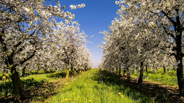 Cu ce să uzi pomii în prima jumătate a lunii aprilie pentru a ține dăunătorii la distanță. Trucul pentru o recoltă bogată