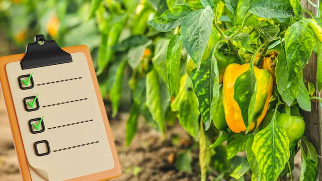 De ce îngălbenesc frunzele la ardei? Principala greșeală de evitat