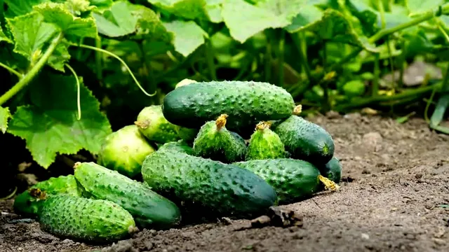 La ce distanță se plantează castraveții. Secretul pentru a te bucura de o recoltă bogată