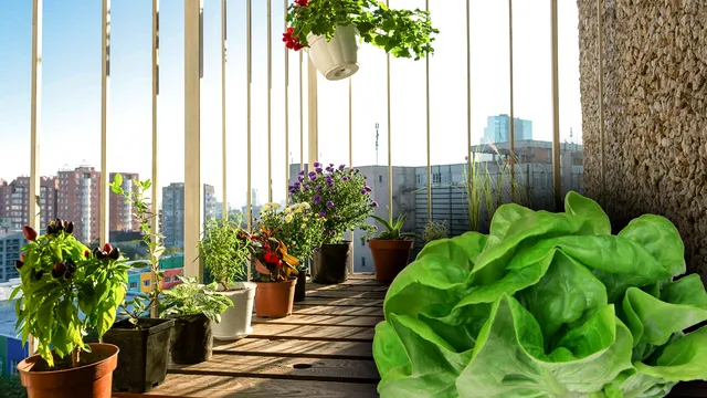 Vedeta care și-a transformat balconul într-o junglă urbană. Ce cultivă în 18 metri pătrați
