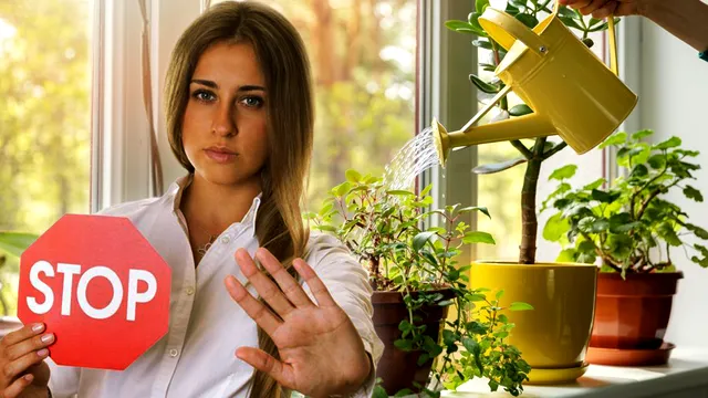 3 plante care aduc ghinion în casă. Ce nu e bine să ții sub nicio formă în locuința ta