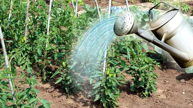 Cu ce să uzi roșiile pentru o recoltă bogată. Amestecul minune, care este ușor și simplu de pregătit