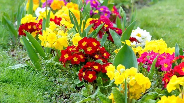 3 secrete pentru o grădină frumoasă cu flori în această vară. Cum să le îngrijrești pentru a arăta mereu superb