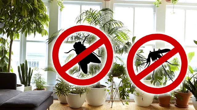 Planta care alungă insectele nedorite din casa ta. Ce nu trebuie să-ți lipsească dacă vrei să ții la distanță muștele și țânțarii