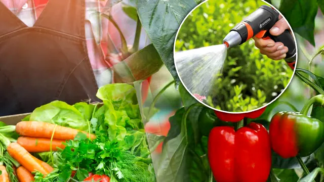 Ce lucrări se fac în grădină în luna august. Așa vei avea o recoltă bogată la toamnă