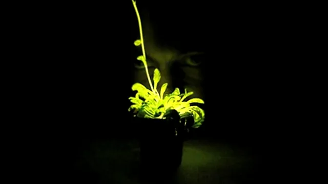Plantele care strălucesc noaptea. Arată senzațional și sunt ușor de îngrijit