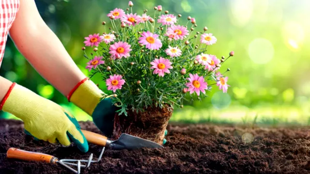 Ce flori poți planta în grădină în luna august. Înfloresc până când dă gerul