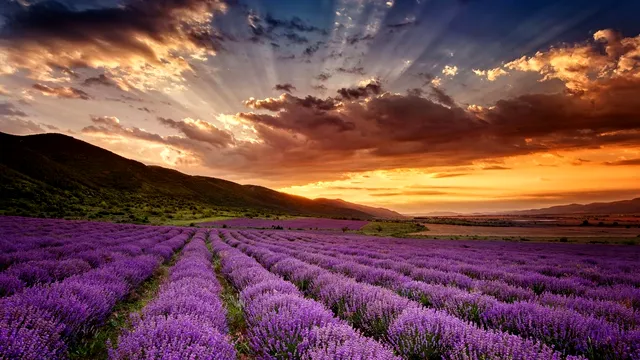 La ce se poate folosi lavanda uscată. Cum o poți utiliza după recoltare