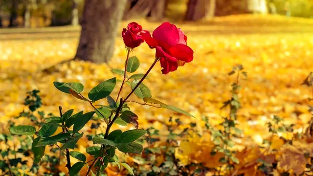 Cum îngrijești trandafirii toamna. Momentul în care trebuie tăiați și mutați