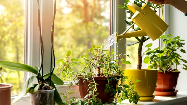 Florile care înfloresc tot anul. Ce plante să alegi pentru apartamentul tău