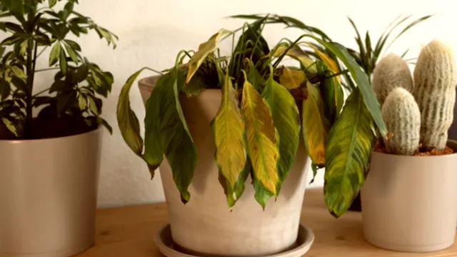 Ce facem atunci când florile s-au ofilit, soluții