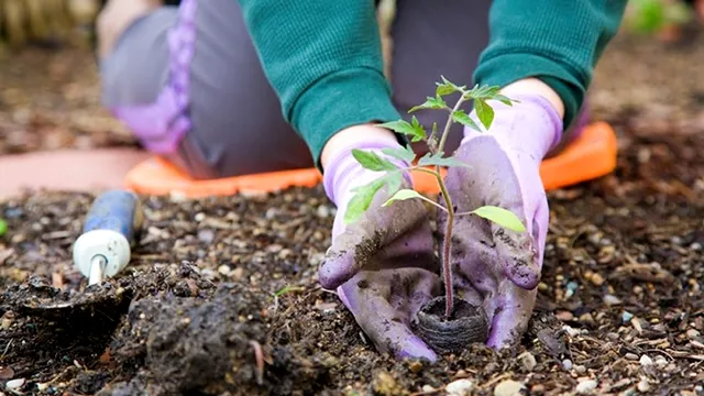 Ce flori poți planta în grădină, în luna octombrie. Cum îngrijești plantele care înfloresc acum