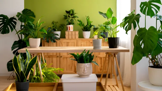 Plante care se întrețin ușor. Ce să alegi dacă vrei să ai un colț verde în casă, fără prea mari bătăi de cap