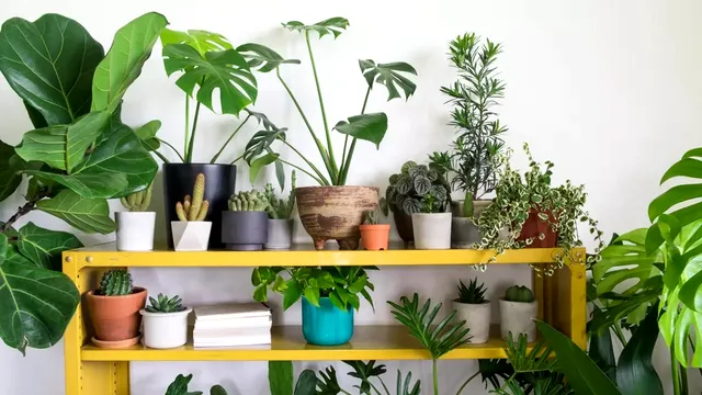 Plante de interior care înfloresc toamna. Cum să îți împodobești casa cu flori de sezon