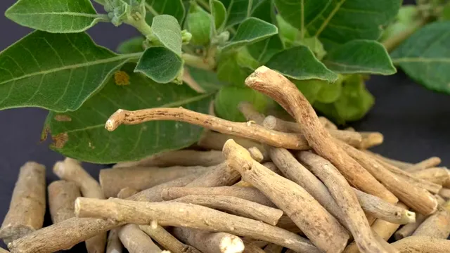Ashwagandha: beneficii, riscuri și precauții. Ce trebuie să știi despre această plantă medicinală