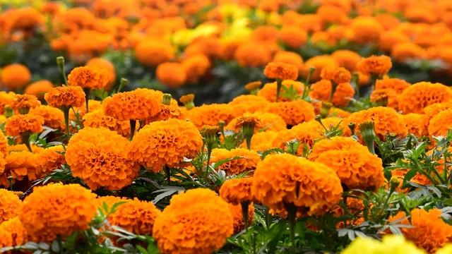 Planta minune care ajută la scăderea glicemiei și te scapă de insecte