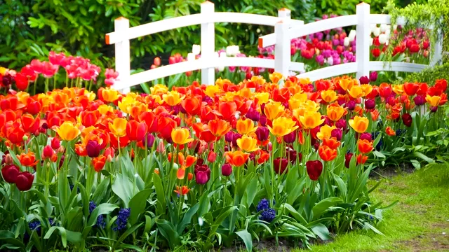Cum îngrijești bulbii de lalele după ce florile s-au scuturat. Trucul folosit de bunici
