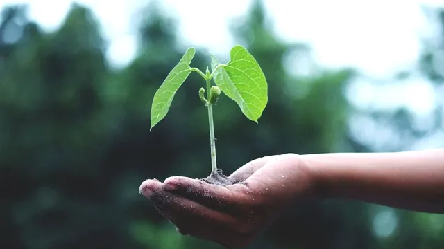Cum putem lupta împotriva schimbărilor climatice prin acțiuni simple