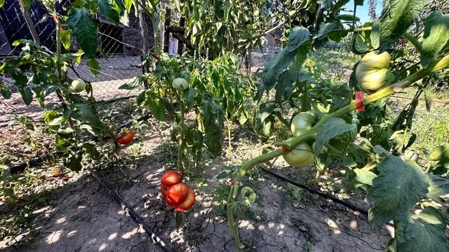 Ce nu trebuie să plantăm lângă roșii, în grădină, pentru a nu compromite răsadurile