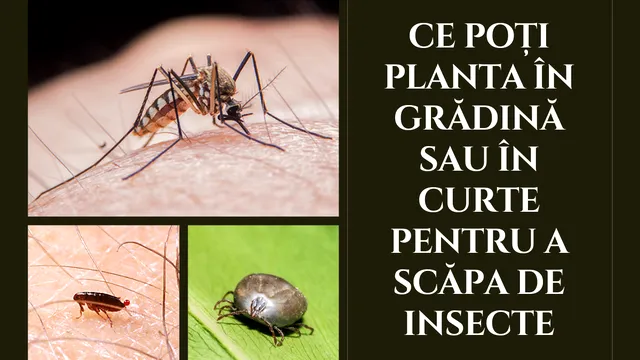 Ce poți planta în grădină sau în curte pentru a scăpa de căpușe, purici și țânțari