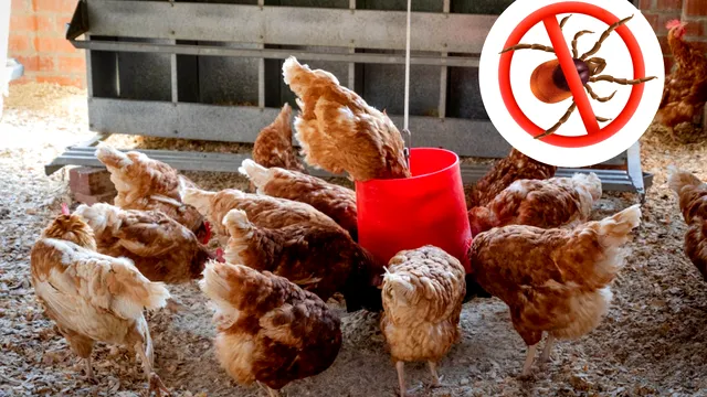 Cu ce trebuie stropit cotețul pentru a ține paraziții la distanță? Secretul bunicilor împotriva păduchilor la găini