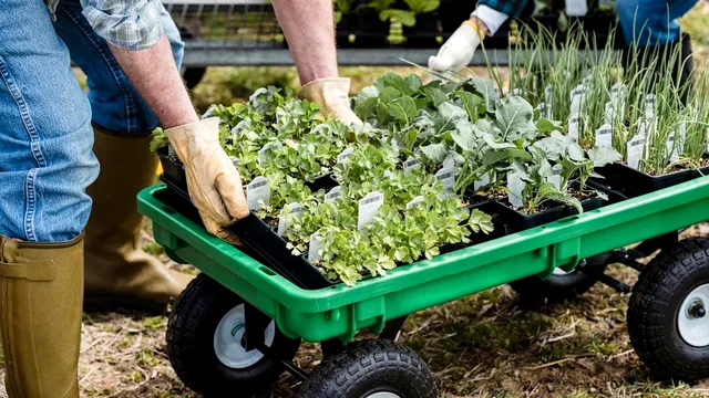 Le plantezi o dată și te bucuri de ele ani la rând! Legumele care îți dau rod an de an, cu minim de efort