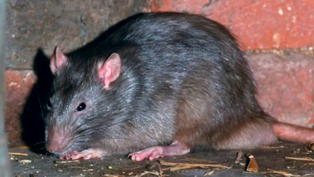 Soluția naturală care alungă șoarecii și șobolanii. Rețeta ungurească folosită în gospodării