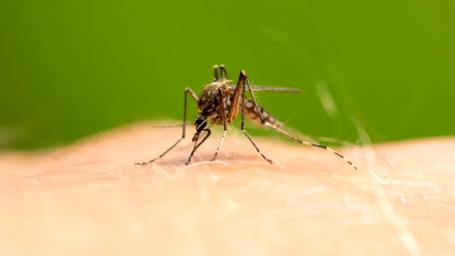 Trucuri naturale pentru o casă fără insecte. Cum scapi de țânțari, muște și gândaci fără chimicale