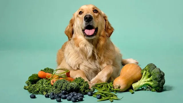 Gustări naturale pentru câini, direct din frigider. 7 alegeri sigure și delicioase