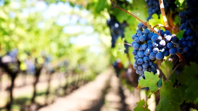 Vița de vie sănătoasă începe cu stropirea corectă. Trucurile simple folosite de bunici