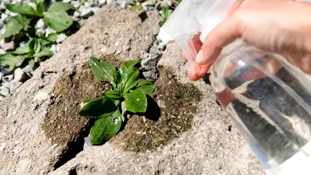 De ce ar trebui să stropești cu oțet în fața ușii vara asta. Mulți nu știu ce efect are acest gest banal
