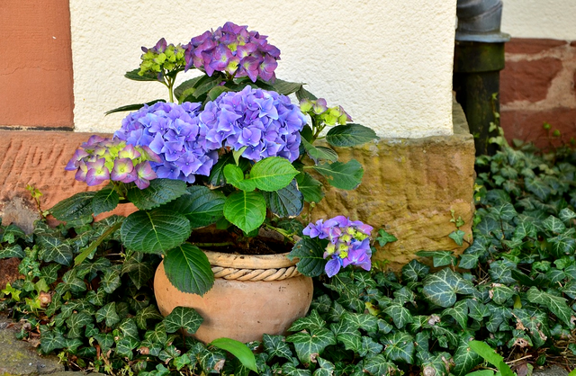 Locul din casa in care sa pui hortensia
