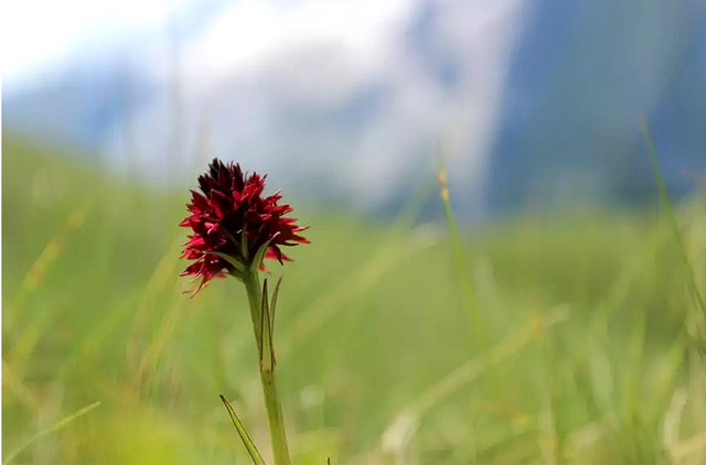 Nigritella nigra – Sângele Voinicului