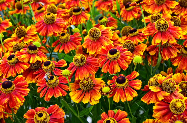Cum arata planta Helenium