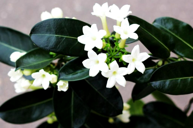Iasomia de Madagascar (Stephanotis Floribunda)