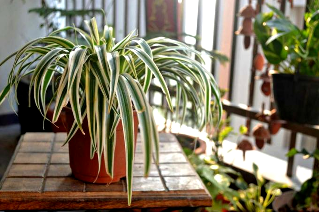 Planta panglică 