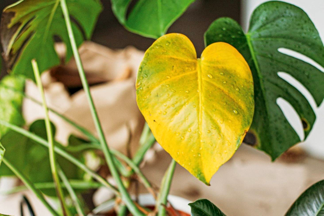 Trucul care te ajuta sa salvezi o planta de interior, care a inceput sa ingalbeneasca. Efecte uimitoare