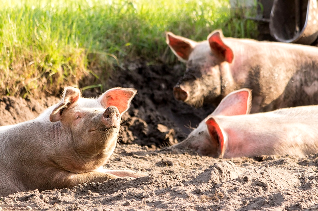 Câți porci ai voie să crești în curte