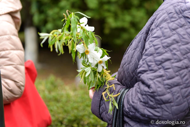 Unde este bine să pui salcia de Florii