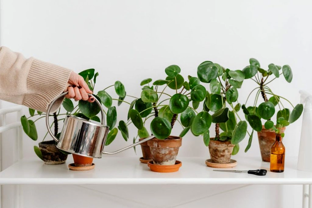 Copacul cu bani chinezesc (Pilea peperomioides)