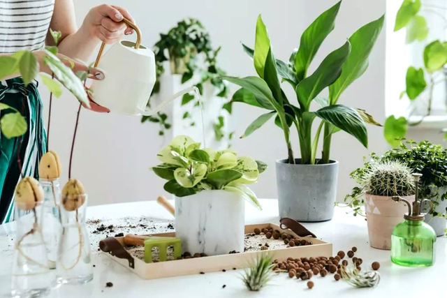 Plantele tropicale au nevoie de timp să se adapteze la interior