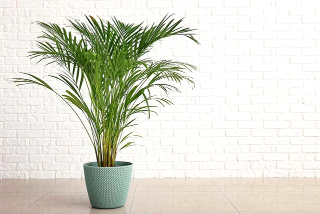 Palmierul Areca
