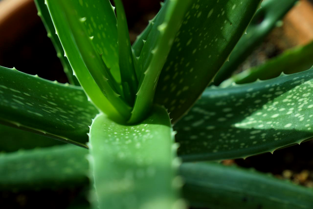 Aloe vera, planta care curăță aerul din casă