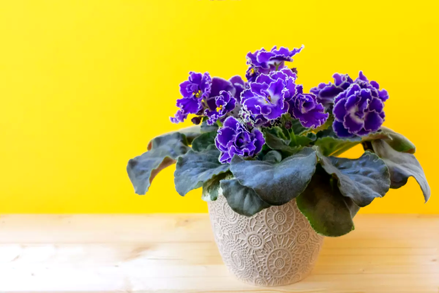 Top 6 cele mai frumoase plante de apartament
