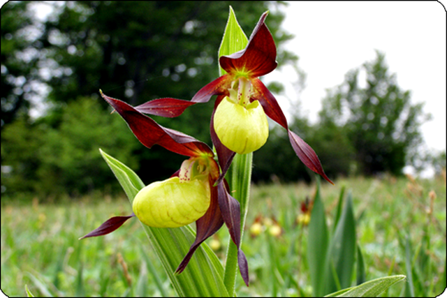 Papucul Doamnei (Cypripedium calceolus)