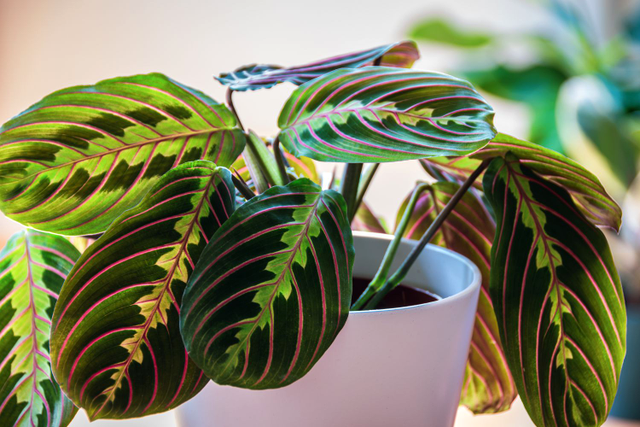 Cum arata Maranta, planta care se roaga pentru casa