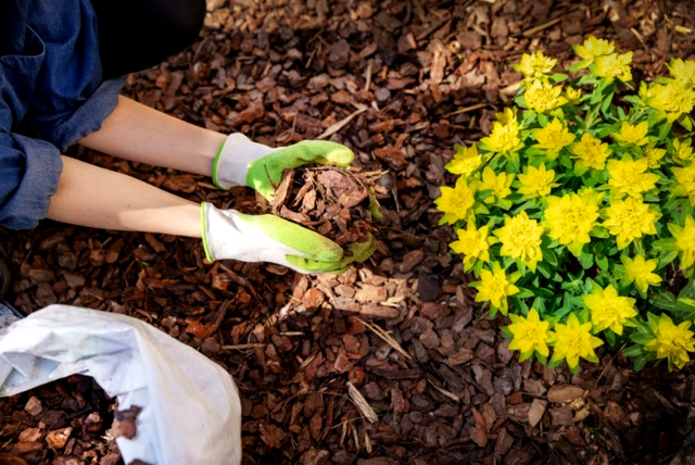 Amestecul pe care trebuie să îl pui în ghivecele plantelor ca să reziste iarna